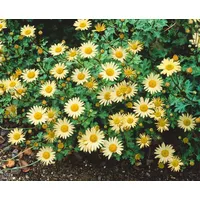 Pflanzen Für Dich Chrysanthemum Arcticum-Hyb. 'Schwefelglanz', schwefelgelb, ca. 9x9