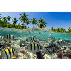 Fototapete PAPERMOON "UNTERWASSER-WELT-FISCHE KORALLE SEE MEER PALMEN DÜNEN", bunt, B:4,00m L:2,60m, Vlies, Tapeten