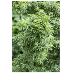Acer palmatum 'Shishigashira', Japanischer Ahorn, 60 cm Stammhöhe