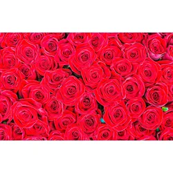 Fototapete LIVING WALLS "rote Rosen", bunt, B:4m L:2,5m, Vlies, Tapeten, Vlies, Wand, Schräge