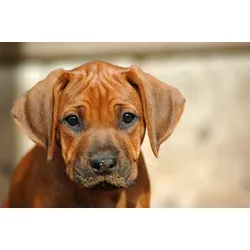 Fototapete PAPERMOON "Rhodesian Ridgeback Welpe", bunt, B:3,0m L:2,2m, Vlies, Tapeten