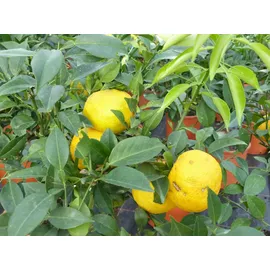 grünwaren Citrus Yuzu 70 - 80 cm, Zitronenbaum Zitrone, japanische Zitrone, winterhart