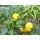 grünwaren Citrus Yuzu 70 - 80 cm, Zitronenbaum Zitrone, japanische Zitrone, winterhart