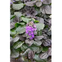 Pflanzen Für Dich Ajuga reptans 'Catlin's Gigant', Günsel, ca.