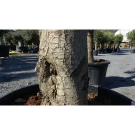grünwaren winterharter XXL Olivenbaum 50 Jahre, extra dicke Stämme, winterhart