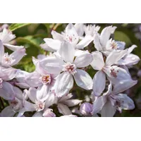 Pflanzen-für-dich.de Deutzia 'Mont Rose' Deutzie 40-60 cm