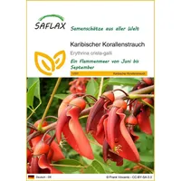 SAFLAX - Karibischer Korallenstrauch - 6 Samen - Erythrina
