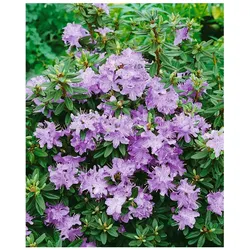 Rhododendron impeditum 'Blumiria', Zwerg-Rhododendron, lila, ca. 11x11 cm Topf