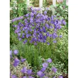 pflanzen-für-dich.de Pflanzen für Dich Staude Campanula rotund., 1 St., Rundblättrige Glockenblume, Rundblättrige Glockenblume blau