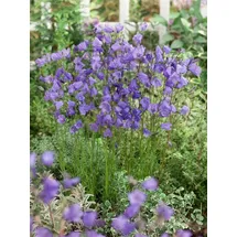 pflanzen-für-dich.de Pflanzen für Dich Staude Campanula rotund., 1 St., Rundblättrige Glockenblume, Rundblättrige Glockenblume blau
