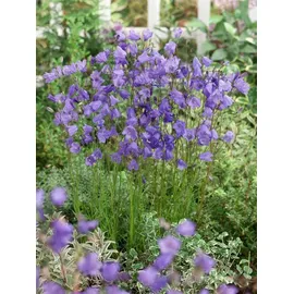 pflanzen-für-dich.de Pflanzen für Dich Staude Campanula rotund., 1 St., Rundblättrige Glockenblume, Rundblättrige Glockenblume blau