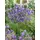 pflanzen-für-dich.de Pflanzen für Dich Staude Campanula rotund., 1 St., Rundblättrige Glockenblume, Rundblättrige Glockenblume blau