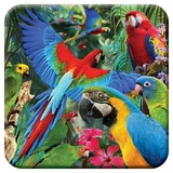 3D LiveLife Kork Matte - Papagei Pandemonia von Deluxebase. Linsenförmige-3D-Kork Vogel Untersetzer. rutschfeste Getränkematte mit Originalkunstwerk lizenziert vom bekannt Künstler David Penfound