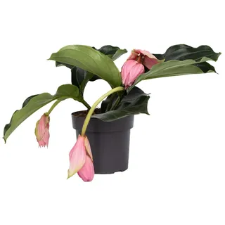 Plant in a Box - Rosenmedinilla - Medinilla magnifica - Höhe 40-50cm