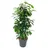EXOTENHERZ Ficus benjamini "Danielle" 17cm Topf
