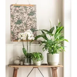 Dehner Air So Pure® Einblatt - Spathipyllum wallisii 'Lauretta', Weiß