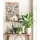 Dehner Air So Pure® Einblatt - Spathipyllum wallisii 'Lauretta', Weiß