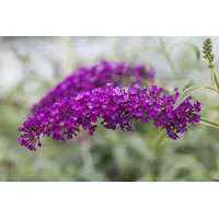 Pflanzen Für Dich Buddleja davidii 'Royal Red', 125–150 cm