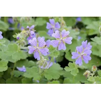 Pflanzen Für Dich Geranium renardii, Storchschnabel, ca. 9x9 cm