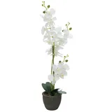 Europalms Orchidee, Kunstpflanze, weiß, 80cm