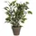 Mica decorations Mica Kunstpflanze Ficus Natasja grün bunt im Topf 40 cm,