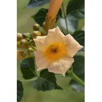Pflanzen Für Dich Campsis radicans 'Golden Trumpet', Trompetenblume, gelb,