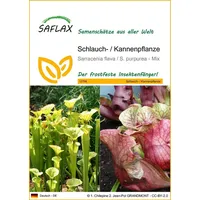 SAFLAX - Schlauch- / Kannenpflanze - 10 Samen -