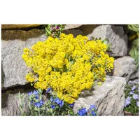 Pflanzen Für Dich Alyssum montanum Berggold Steinkraut, goldgelb, ca.