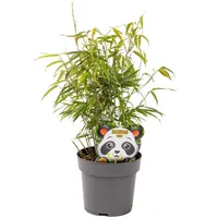 Schirmbambus Fargesia rufa in extrastarker Solitärqualität! Für Garten, Kübel, Trog, Beet & Terrasse; Bambus als Sichtschutz, Bambushecke immergrün Gartengestaltung