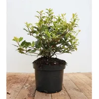 Pflanzen Für Dich Osmanthus heterophyllus 'Tricolor', buntes Laub, 30–40