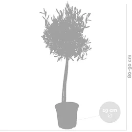 Bloomique - 2er-Set - Olea Europaea - Olivenbaum Echt - Gartenpflanzen Winterhart - Höhe 80-90 cm - Topf 19 cm