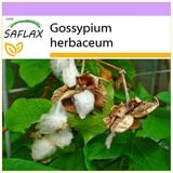 Saflax - Topfbaumwolle - 12 Samen - Gossypium herbaceum