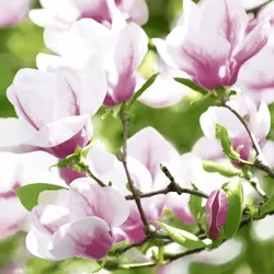 240 Duni Tissue-Servietten 33 x 33 cm Magnolia 3-lagig