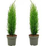 Plant in a Box - Mittelmeer-Zypresse - 2 Stk - Cupressus sempervirens - Höhe 70-80cm - Topf 19cm