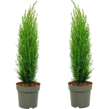 Plant in a Box - Mittelmeer-Zypresse - 2 Stk - Cupressus sempervirens - Höhe 70-80cm - Topf 19cm
