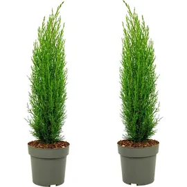 Plant in a Box - Mittelmeer-Zypresse - 2 Stk - Cupressus sempervirens - Höhe 70-80cm - Topf 19cm