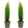 Plant in a Box - Mittelmeer-Zypresse - 2 Stk - Cupressus sempervirens - Höhe 70-80cm - Topf 19cm