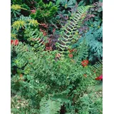 PlantaPro Dryopteris affinis 'Cristata The King' 9x9 cm Topf – Winterhart, Mehrjährig, Pflegeleicht – Königsfarn – Schattenstaude für Beet & Unterpflanzung