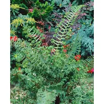 PlantaPro Dryopteris affinis 'Cristata The King' 9x9 cm Topf – Winterhart, Mehrjährig, Pflegeleicht – Königsfarn – Schattenstaude für Beet & Unterpflanzung
