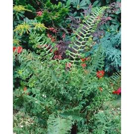 PlantaPro Dryopteris affinis 'Cristata The King' 9x9 cm Topf – Winterhart, Mehrjährig, Pflegeleicht – Königsfarn – Schattenstaude für Beet & Unterpflanzung