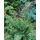 PlantaPro Dryopteris affinis 'Cristata The King' 9x9 cm Topf – Winterhart, Mehrjährig, Pflegeleicht – Königsfarn – Schattenstaude für Beet & Unterpflanzung