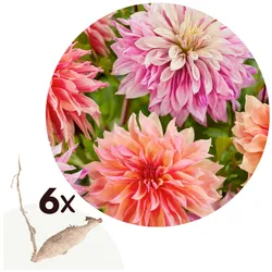 Plant in a Box - Dahlien - 6er Set - Dahlia 'Labyrinth', 'Labyrint Twotone' - Dahlienknollen