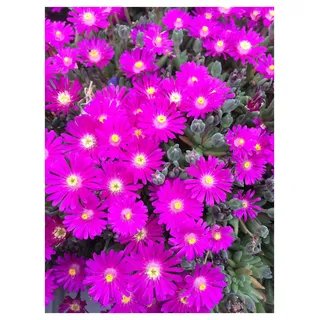 10 x Delosperma cultorum 'Jewel of Desert Opal' (Immergrün/Stauden/Staude/Mehrjährig/Bodendecker/Winterhart) Mittagsblume/Eisblume Lila - Funkelnde Blüten für sonnige Beete - von Stauden Gänge