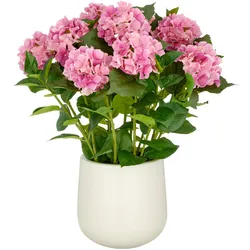 CREATIV green künstliche Pflanze Hortensien Arrangement im cremefarbenen Kunststofftopf, pink, 70cm