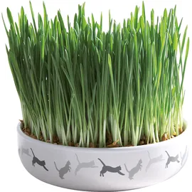 Trixie Keramikschale mit Katzengras - Ø 15 x 4 cm + 50 g Saat