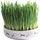 Trixie Keramikschale mit Katzengras - Ø 15 x 4 cm + 50 g Saat