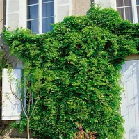 Pflanzen Für Dich Akebia quinata, Klettergurke, 60–100 cm, duftend