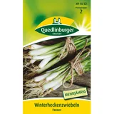 Quedlinburger Winterhecken- Zwiebel ''Freddy''