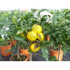 grünwaren Citrus Yuzu 70 - 80 cm, Zitronenbaum Zitrone, japanische Zitrone, winterhart