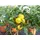 grünwaren Citrus Yuzu 70 - 80 cm, Zitronenbaum Zitrone, japanische Zitrone, winterhart